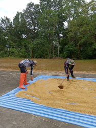 20241203111612(3).jpg - กิจกรรมสืบสานประเพณี เรียนรู้วิถีเกษตรกร | https://facagri.cmru.ac.th/web