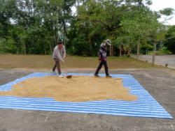 20241203111613.jpg - กิจกรรมสืบสานประเพณี เรียนรู้วิถีเกษตรกร | https://facagri.cmru.ac.th/web