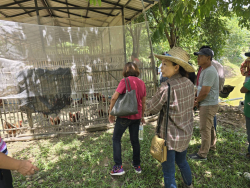 20240714205654(2).jpg - ศึกษาดูงานและเยี่ยมชมการเลี้ยงไก่ไข่เลี้ยงปล่อยอิสระ ณ กังฟูฟาร์ม และฟาร์มสุกรหลุม เอราวัณฟาร์ม | https://facagri.cmru.ac.th/web