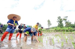 20231227143230(10).jpg - กิจกรรม ปลูกข้าว ปลูกลาน สืบสานสายใย วิถีไทย วิถีพอเพียง | https://facagri.cmru.ac.th/web