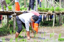 20231227143230(16).jpg - กิจกรรม ปลูกข้าว ปลูกลาน สืบสานสายใย วิถีไทย วิถีพอเพียง | https://facagri.cmru.ac.th/web