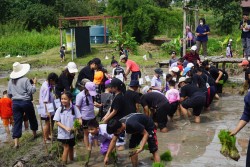 20231227143253.jpg - กิจกรรม ปลูกข้าว ปลูกลาน สืบสานสายใย วิถีไทย วิถีพอเพียง | https://facagri.cmru.ac.th/web