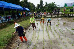 20231227143258.jpg - กิจกรรม ปลูกข้าว ปลูกลาน สืบสานสายใย วิถีไทย วิถีพอเพียง | https://facagri.cmru.ac.th/web